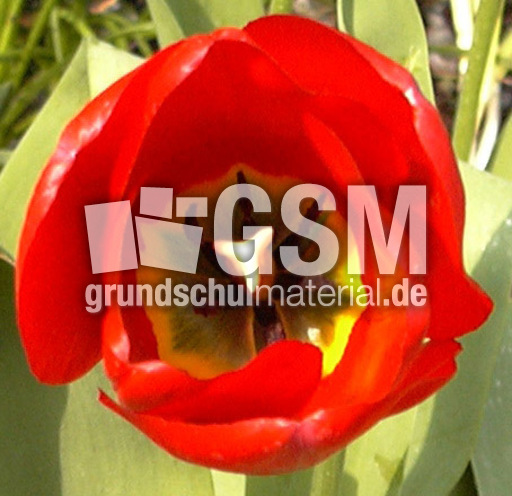 Tulpenbluete.JPG